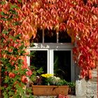 Fenster mit herbstlichem Weinlaub