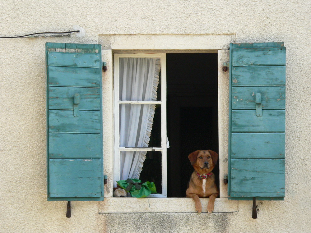 Fenster mit Hund