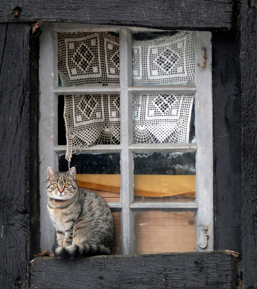 Fenster mit Katze Foto & Bild tiere, haustiere, katzen Bilder auf