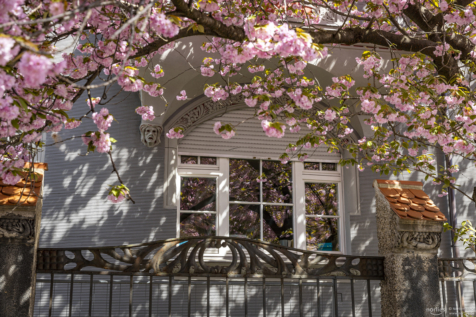 Fenster mit Kirschblüte