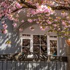 Fenster mit Kirschblüte