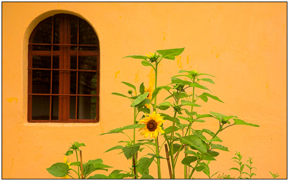 Fenster mit Sonnenblumen