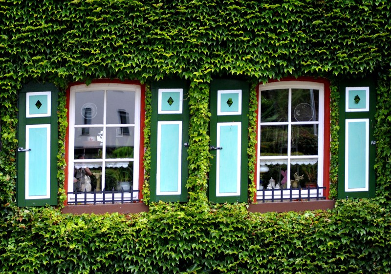 Fenster mit Weinlaub