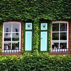 Fenster mit Weinlaub