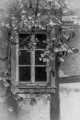 Fenster mit Weinranke