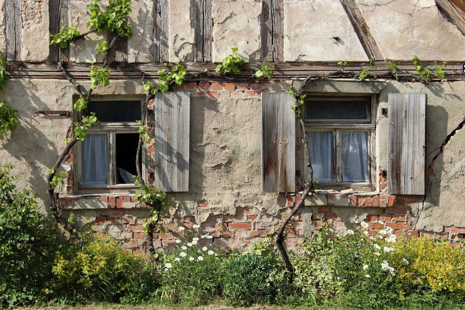 ~ Fenster mit Weinstock ~