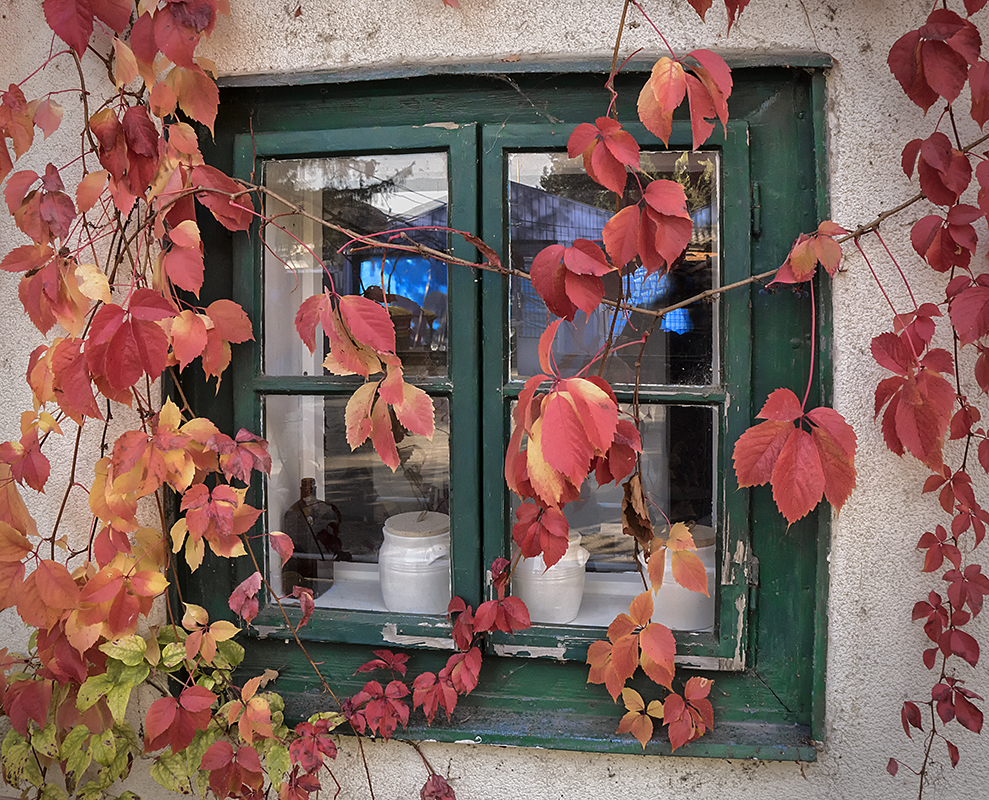 Fenster mit wildem Wein