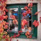 Fenster mit wildem Wein