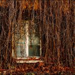 Fenster naturiert