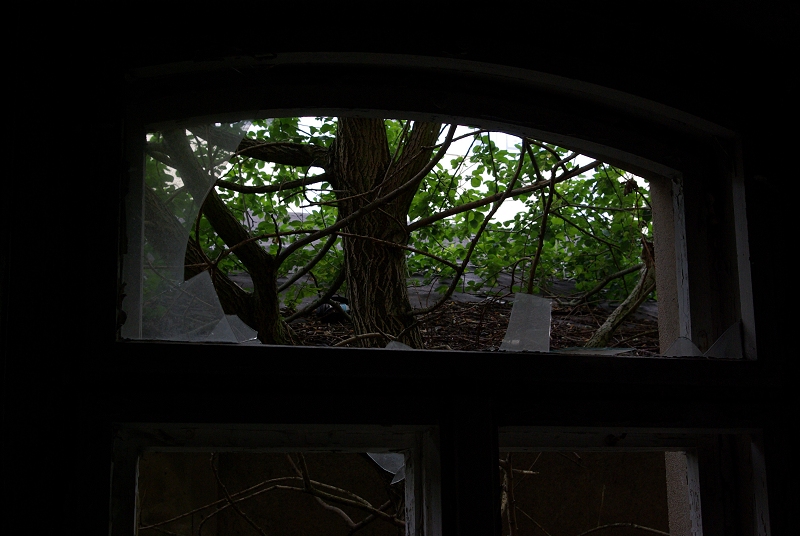 Fenster und Baum