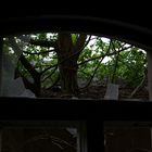 Fenster und Baum