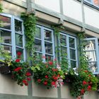 Fenster und Blumen im Fachwerk von Wolfenbüttel