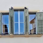 fenster von tauben bewacht