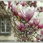 Fenster zum Frühling