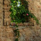 Fenster zum Garten