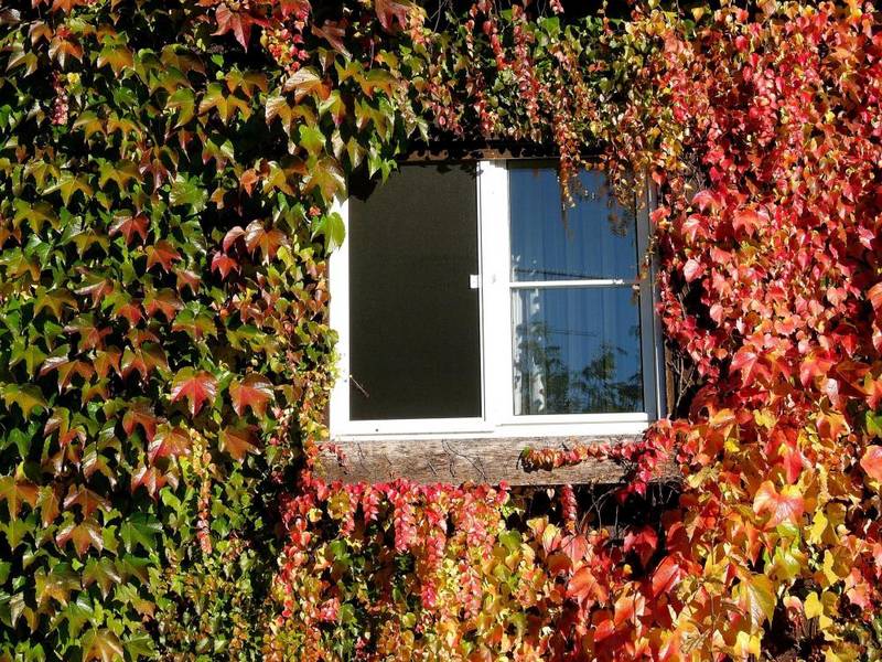 Fenster zum Haus