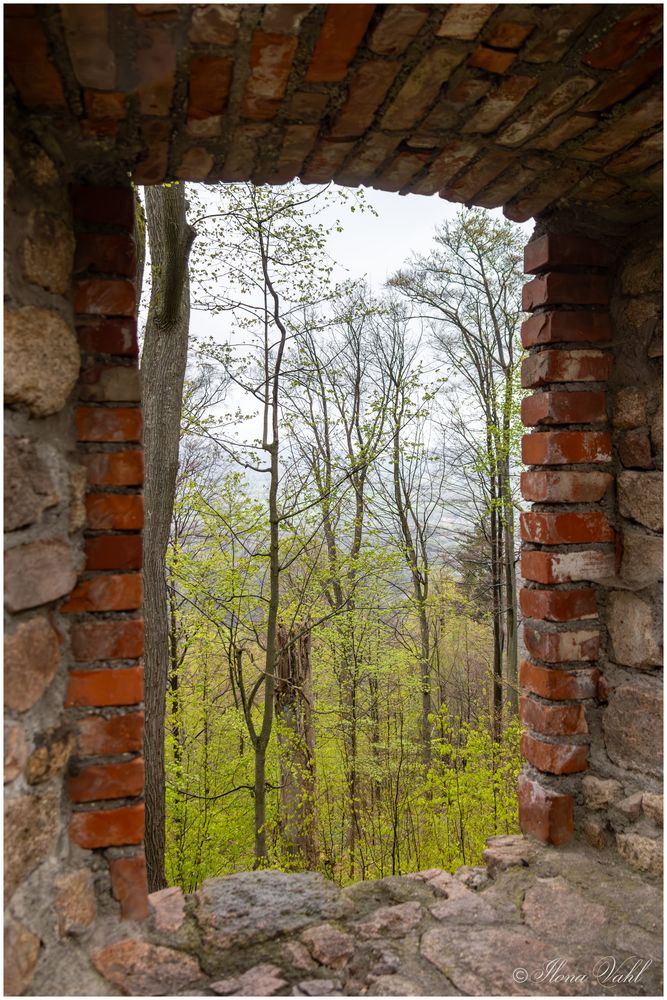 Fenster zum Wald