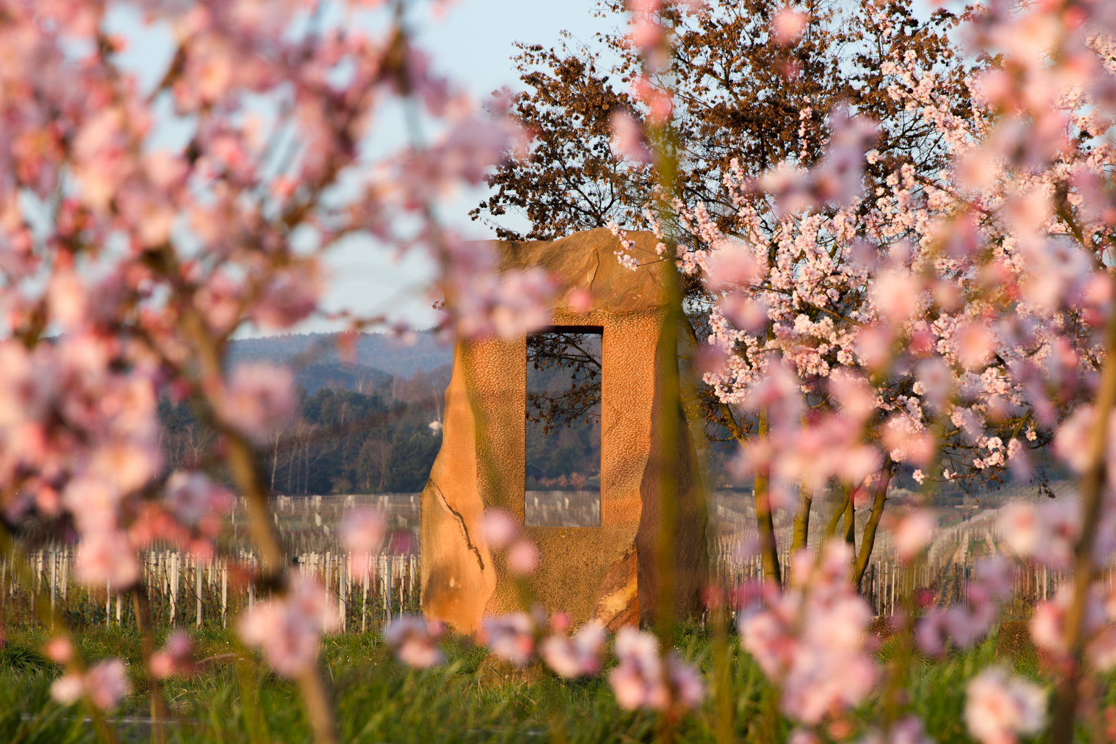 Fenster zur Deutschen Weinstraße, bei der Mandelblüte