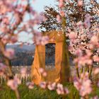 Fenster zur Deutschen Weinstraße, bei der Mandelblüte