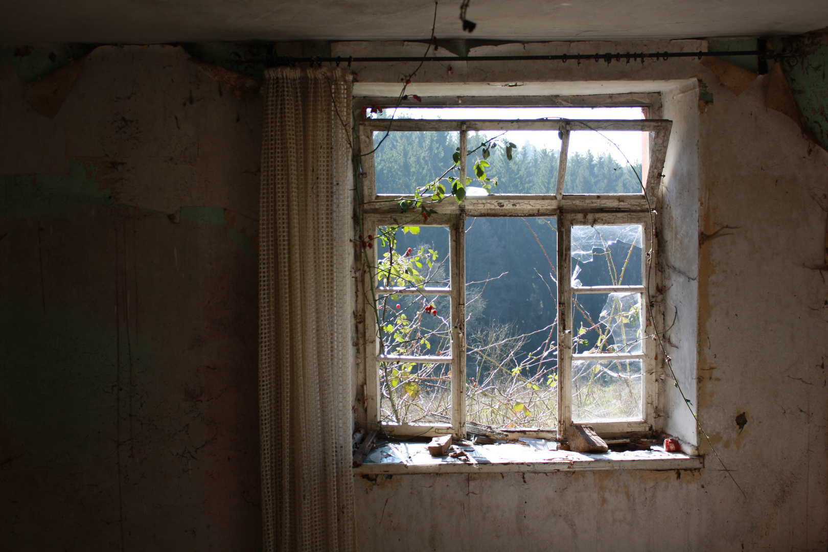 Fenster zur Natur