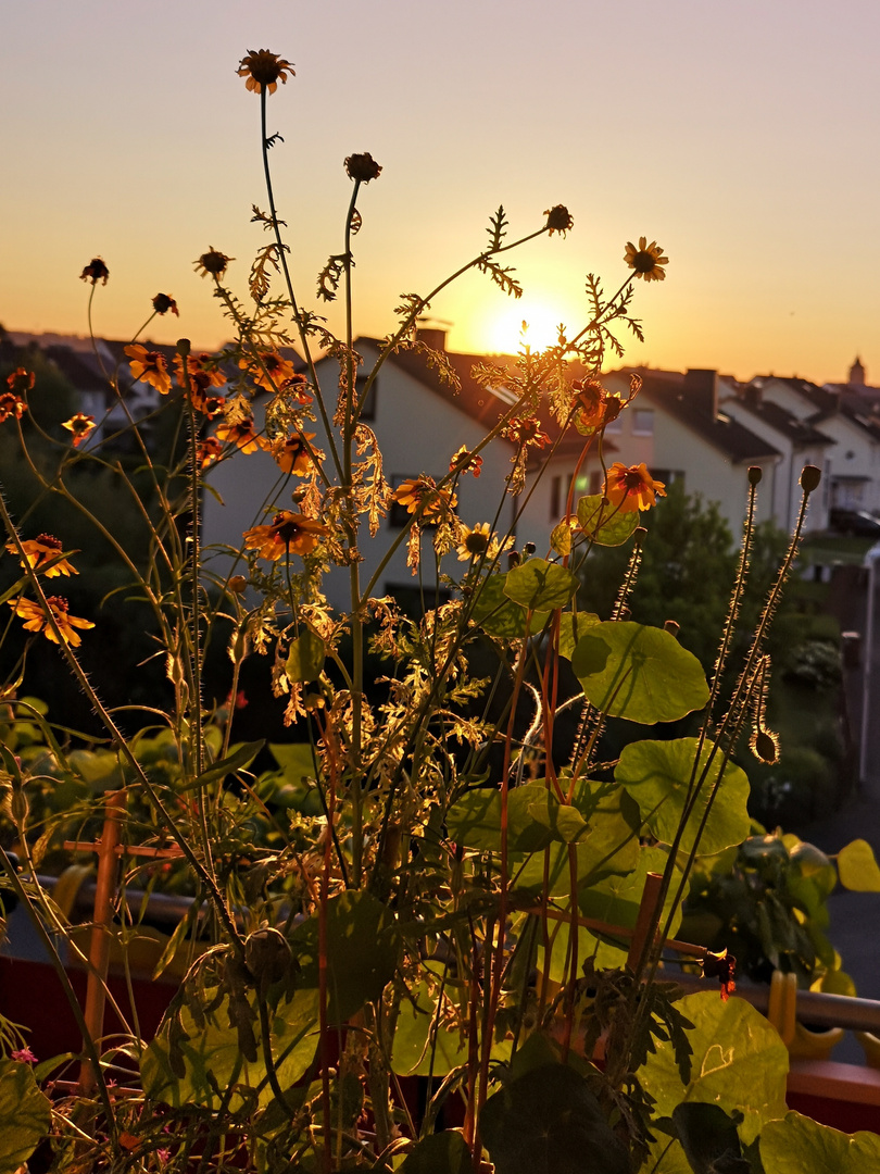 Fensterbankblumenwiese