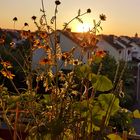 Fensterbankblumenwiese