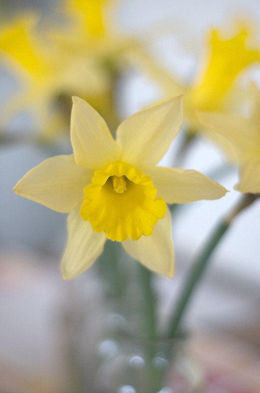 Fensterbankfrühling | narcissus