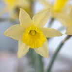 Fensterbankfrühling | narcissus