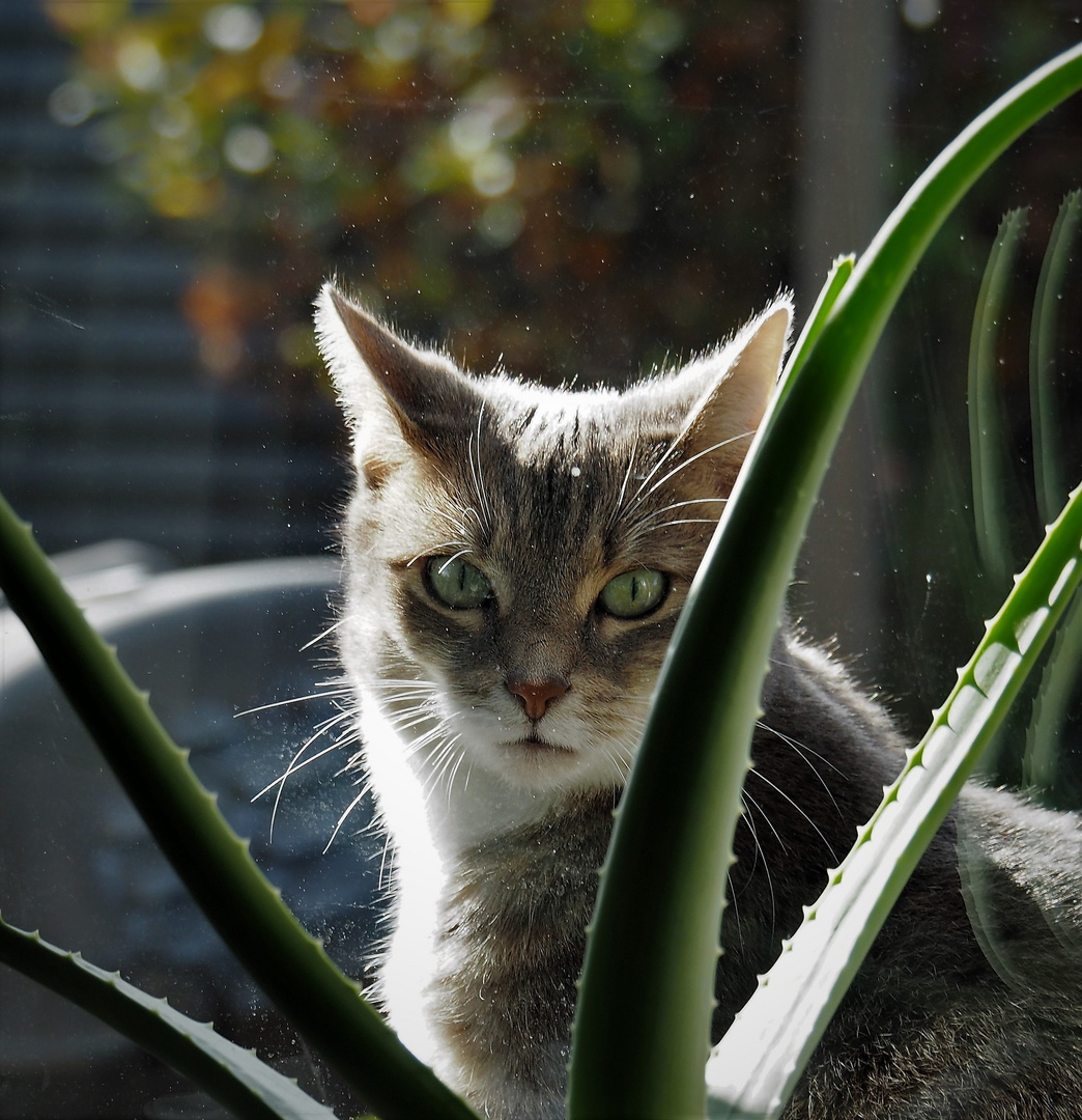 Fensterbankkatze