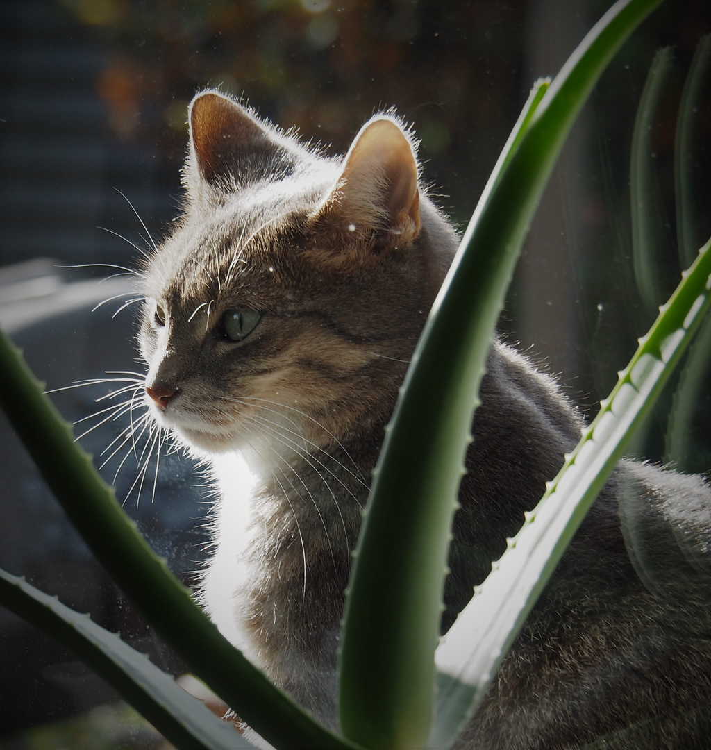 Fensterbankkatze2