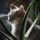 Fensterbankkatze2