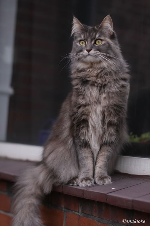 Fensterbankprinzessin Maine Coon