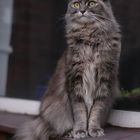 Fensterbankprinzessin Maine Coon