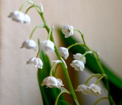 Fensterbankverschönerung - eine Blüte ist neugierig