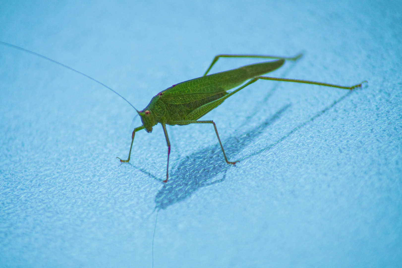 Fensterbesuch