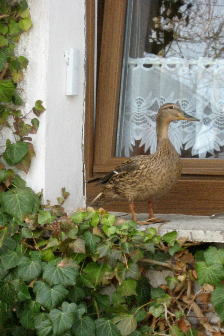 Fensterbild