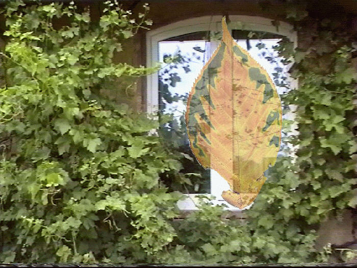 Fensterblatt