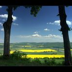 Fensterblick auf blühende Landschaft - (12. DER REIHE: WAS MAN MIT RAPS...)