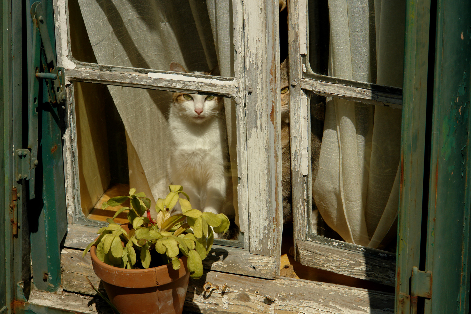 Fensterblicke