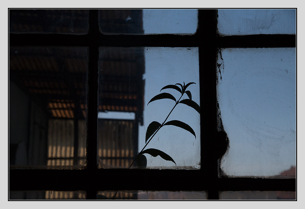 Fensterblume