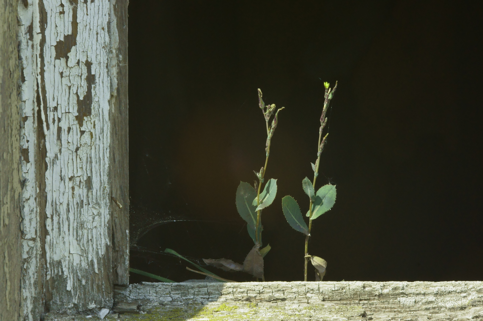 Fensterblumen