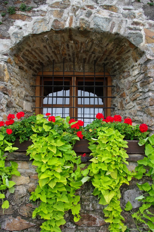 Fensterblumen