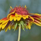 Fensterbrett Blüten an einem trüben Tag 