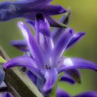 Fensterbrettbewohnendes Wochenendblümchen