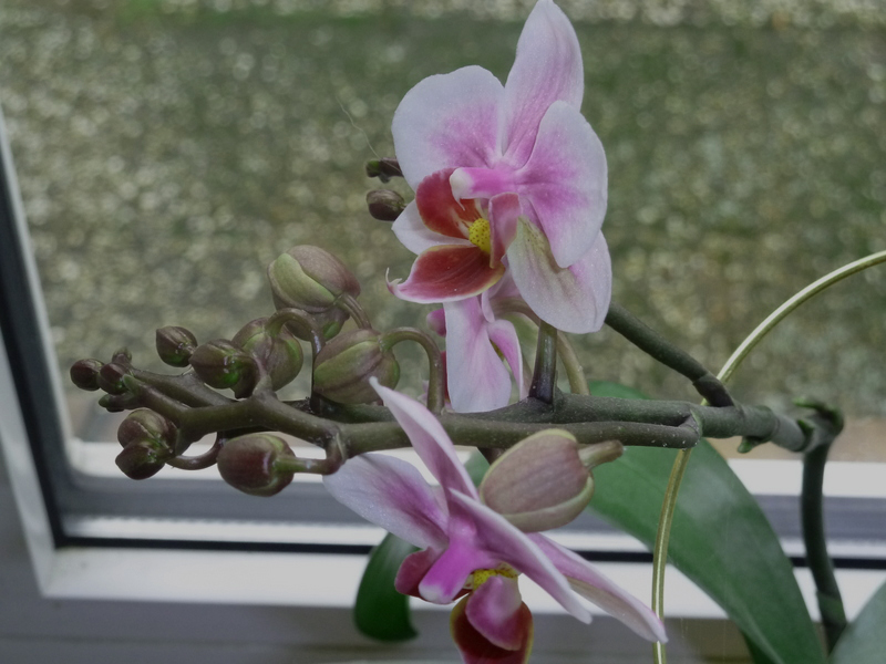 Fensterbrettschönheit Orchidee