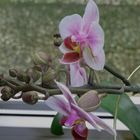 Fensterbrettschönheit Orchidee