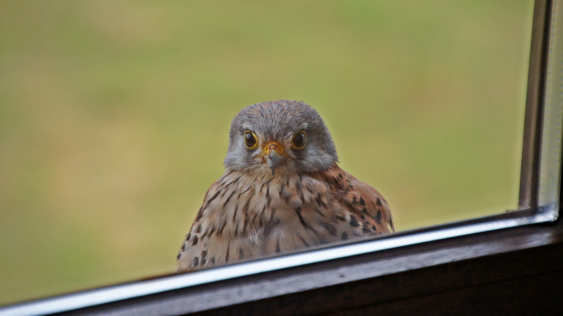 Fenstergucker