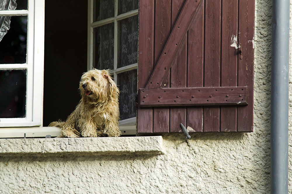 Fensterhocker