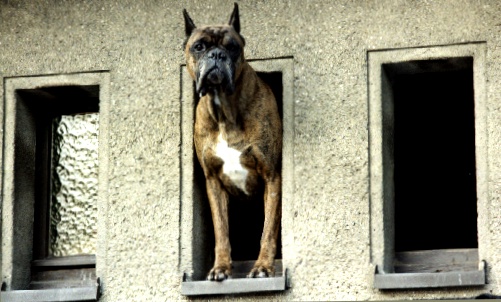 Fensterhund