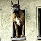 Fensterhund